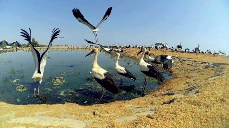 محمية الزرانيق وسبخة البردويل